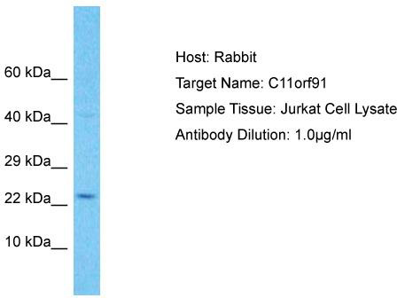 Host: Rabbit; Target Name: C11orf91; Sample Tissue: Jurkat Whole Cell lysates; Antibody Dilution: 1.0ug/ml