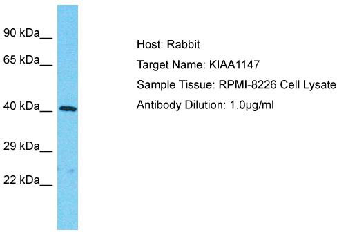 Host: Rabbit; Target Name: KIAA1147; Sample Tissue: RPMI-8226 Whole Cell lysates; Antibody Dilution: 1.0ug/ml