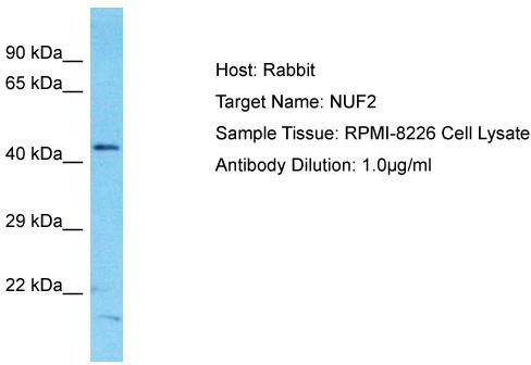 Host: Rabbit; Target Name: NUF2; Sample Tissue: RPMI-8226 Whole Cell lysates; Antibody Dilution: 1.0ug/ml