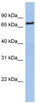 NFE2L1 (nuclear factor (erythroid-derived 2)-like 1) Antibody (against the middle region of NFE2L1) (50ug) validated by WB using Jurkat cell lysate at 0.2-1 ug/ml.