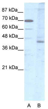 Host: Rabbit Target Name: NPFFR1 Sample Tissue: Human Hela Whole Cell lysates Antibody Dilution: 1ug/ml