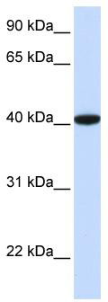 WB Suggested Anti-GTF2B Antibody Titration: 0.2-1 ug/ml; ELISA Titer: 1:312500; Positive Control: Human brain