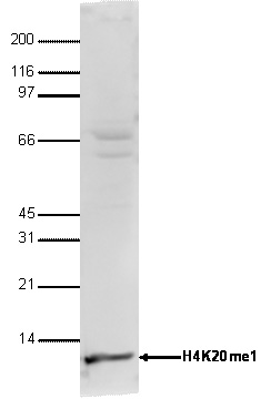 WB using the antibody against H4K20me1 diluted 1:750 in TBS-Tween containing 5% skimmed milk. The position of the protein of interest is indicated on the right; the marker (in kDa) is shown on the left.
