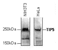 WB was performed on 150 ug nuclear extract from either NIH3T3 or HeLa cells with the antibody against TIP5, diluted 1:1,000 in PBS containing 5% milk powder and 0.1% Tween-20. The molecular weight marker is shown on the left, the location of the protein of interest is indicated on the right.