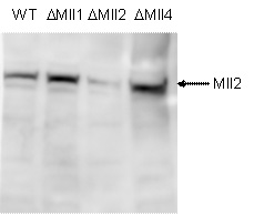 WB was performed on whole cell lysates from mouse embryonic stem cells (E14Tg2a) with the antibody against mouse Mll2, diluted 1:500 in BSA/PBS-Tween. The location of the N-terminal fragment of Mll2 is indicated on the right. Cells homozygous for the targeted conditional mll2 allele ( D Mll2) show a dramatic reduction of Mll2 protein after partial recombination, whereas Mll2 protein was detected in D Mll1, D Mll4 and WT E14Tg2a cells.