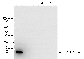 WB was performed on whole cell extracts (25 ug, lane 1) from HeLa cells, and on 1 ug of recombinant histone H2A, H2B, H3 and H4 (lane 2, 3, 4 and 5, respectively) using the antibody against H4K20me1. The antibody was diluted 1:1,000 in TBS-Tween containing 5% skimmed milk. The marker (in kDa) is shown on the left, the position of the protein is indicated on the right.