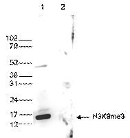 WB analysis was performed on h istone extracts from HeLa cells ( 15 ug, lane 1) and on recombinant H3 (1 ug, Lane 2) using the antibody against H3K9me3. The antibody was diluted 1:1,000 in TBS-Tween containing 5% skimmed milk. The position of the protein of interest is indicated on the right; the marker (in kDa) is shown on the left.