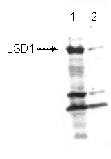 Western blot analysis of extracts of various cell lines, using Glycerol kinase (Glycerol kinase (GK)) antibody (TA376583) at 1:3000 dilution._Secondary antibody: HRP Goat Anti-Rabbit IgG (H+L) at 1:10000 dilution._Lysates/proteins: 25ug per lane._Blocking buffer: 3% nonfat dry milk in TBST._Detection: ECL Enhanced Kit ._Exposure time: 90s.