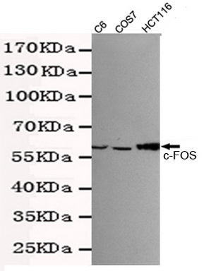 Fos Proto-Oncogene, AP-1 Transcription Factor Subunit Antibodies ...