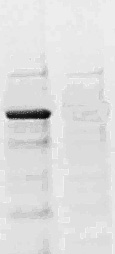 Western blot analysis of extracts of 293T cells, using RBBP4 antibody (TA380753) at 1:1000 dilution.|Secondary antibody: HRP Goat Anti-Rabbit IgG (H+L) at 1:10000 dilution.|Lysates/proteins: 25ug per lane.|Blocking buffer: 3% nonfat dry milk in TBST.|Detection: ECL Basic Kit .|Exposure time: 1s.