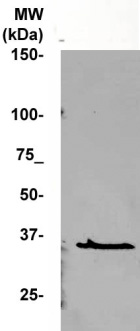 Western blot analysis of extracts of various cell lines, using RBBP7   antibody (TA380756) at 1:500 dilution.|Secondary antibody: HRP Goat Anti-Rabbit IgG (H+L) at 1:10000 dilution.|Lysates/proteins: 25ug per lane.|Blocking buffer: 3% nonfat dry milk in TBST.|Detection: ECL Basic Kit .|Exposure time: 3s.