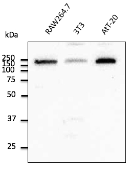Anti-EEA1 Ab at 1/500 dilution; Rabbit polyclonal to goat IgG (HRP) at 1/10,000 dilution;