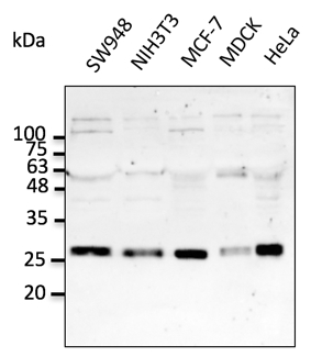 Anti-Rab5a Ab at 1/2, 500 dilution; lysates at 50 ug per lane; rabbit polyclonal to goat IgG (HRP) at 1/10,000 dilution;