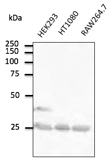 Anti-Rab5a Ab at 1/500 dilution; lysates at 100 ug per lane; rabbit polyclonal to goat IgG (HRP) at 1/10,000 dilution;