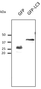 Anti-GFP Ab at 1/1,000 dilution; HEK293 transfected cell lysates at 50 ug per lane; rabbit polyclonal to goat IgG (HRP) at 1/10,000 dilution;