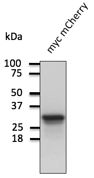 Anti-mCherry Ab at 1/1,000 dilution; 293HEK cells transduced with myc-mCherry Ad; lysates at 100 ug per lane; rabbit polyclonal to goat IgG (HRP) at 1/10,000 dilution