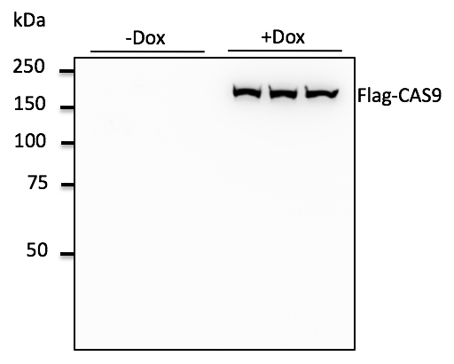 Anti-DYKDDDDK Ab at 11,000 dilution; 293 hTERT RPE-1 cells transduced with Flag-CAS9 lentivirus; lysates at 50 ug per lane; rabbit polyclonal to goat IgG (HRP) at 110,000 dilution;