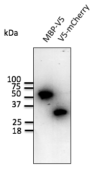 Anti-V5 Ab at 1/1,000 dilution; MBP-V5 recombinant protein and 293 cells transfected with V5-mCherry; lysate at 100 ug per lane; rabbit polyclonal to goat IgG (HRP) at 1/10,000 dilution;