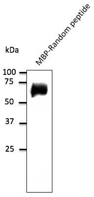 Anti-Random peptide Ab at 1/1,000 dilution; 50 ng of protein per lane; rabbit polyclonal to goat IgG (HRP) at 1/10,000 dilution;