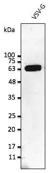 Anti-VSV tag Ab at 2, 500 dilution; 293 cells transfected with VSV-G; rabbit polyclonal to goat IgG (HRP) at 1/10,000 dilution;
