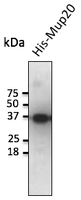 Anti-Mup20 Ab at 1/1,000 dilution; 20 ng of recombinant protein per lane; rabbit polyclonal to goat IgG (HRP) at 1/10,000 dilution;