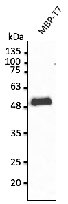 Anti-T7 tag Ab at 2, 500 dilution; rabbit polyclonal to goat IgG (HRP) at 1/10,000 dilution;