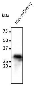 Anti-myc tag Ab at 1/1,000 dilution; 293 cells transfected with myc-mCherry (red fluorescent protein); rabbit polyclonal to goat IgG (HRP) at 1/10,000 dilution;