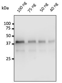 Western blot (WB) analysis of p53 pSer15 antibody (Cat.-No.: AP01656PU-N) in extracts from HeLa cells.