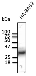Western blot analysis ofp-STAT1 (Tyr701) at 1/500:&lt;u&gt;Lane 1:&lt;/u&gt;A549 whole cell lysate treated IFN-a.&lt;u&gt;Lane 2&lt;/u&gt;: DLDwhole cell lysate treated IFN-a.&lt;u&gt;Lane 3&lt;/u&gt;: H9C2 whole cell lysate treated IFN-a. &lt;u&gt;Lane 4&