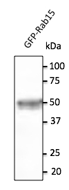 Anti-Rab15 Ab at 1/500 dilution; 293HEK transfected with GFP-Rab15; lysates at 20 ug per lane; rabbit polyclonal to goat IgG (HRP) at 1/10,000 dilution;