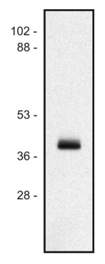 Western blot of human Ramos B cell line lysate (1% laurylmaltoside); non-reduced sample, immunostained by mAbMEM-147 andgoat anti-mouse IgG (H+L)-HRPconjugate.