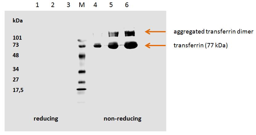 Human transferrin detected by the mouse monoclonal antibody HTF-14. 1. hTransferrin: 5ug/well (red. con.) 2. hTransferrin: 3ug/well (red. con.) 3. hTransferrin: 1ug/well (red. con.) M: Low Range marker (Bio-Rad) 4. hTransferrin: 1ug/well (non-red. con.) 5. hTransferrin: 3ug/well (non-red. con.) 6. hTransferrin: 5ug/well (non-red. con.)