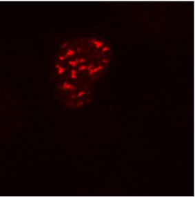 Confocal microscopy of COS-7 cells transfected with expression constructs encoding fusion nuclear protein with DDDDK epitope. A - fusion nuclear protein (red) stained with purified anti-DDDDK (F-tag-01) (detection by Goat anti-mouse IgG1 Alexa Fluor 594) B - cell nuclei stained with DAPI (blue) C - merged figures - confirmation of nuclear localization of the fusion protein; cell nuclei stained with DAPI (blue)