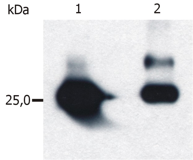 Isolation of Glutathione-S-Transferase (GST) overexpressed in E. coli. Western blot was immunostained by anti-GST (S-tag-05). Lane 1: affinity purification of GST from bacterial cell lysate using commercial sorbent Glutathione-Sepharose Lane 2: affinity purification of GST from bacterial cell lysate using immunosorbent prepared from anti-GST (S-tag-02)