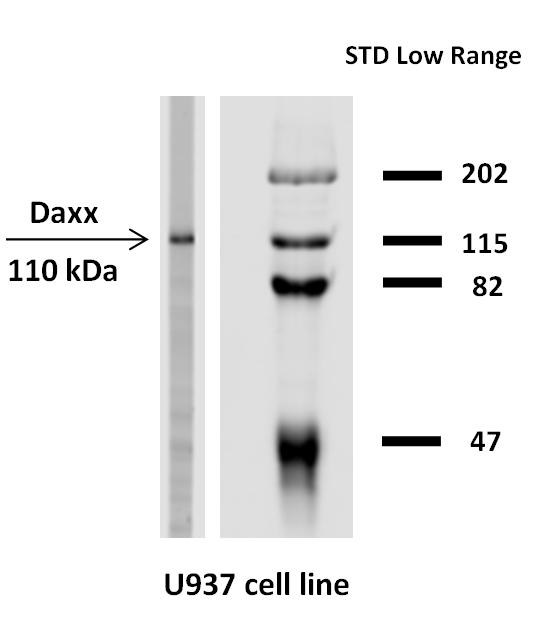Western blotting analysis of Daxx expression in human U937 cell line with anti-Daxx (DAXX-03) purified.