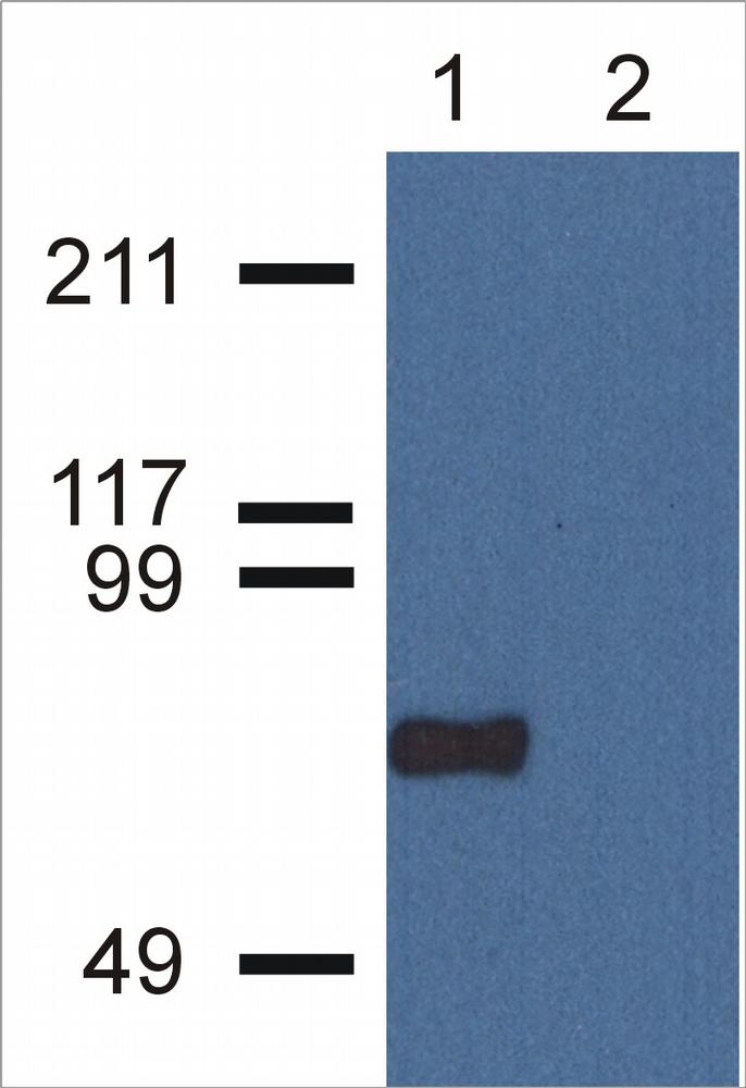 Western Blotting analysis of CPNE7 using CPNE7-01 antibody in nuclear cell lysate (1) and cytoplasmic fraction (2) of HeLa cell extracts. Primary antibody: 1 ug/ml