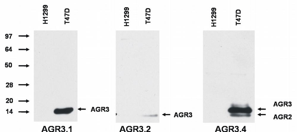 Western blotting analysis of AGR3 protein by AGR3.1 and AGR3.2 antibody, and of AGR3 and AGR2 protein by AGR3.4 antibody in T47D breast cancer cell line compared to H1229 lung carcinoma cell line.
