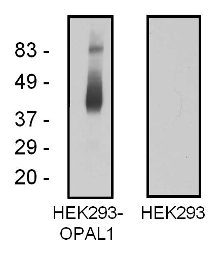 Western blotting analysis of OPAL1 in OPAL1-transfected HEK293 cells using mouse monoclonal antibody OPAL1-01.