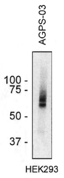 Western blotting analysis of AGPS in HEK293 cell lysate using monoclonal antibody AGPS-03.