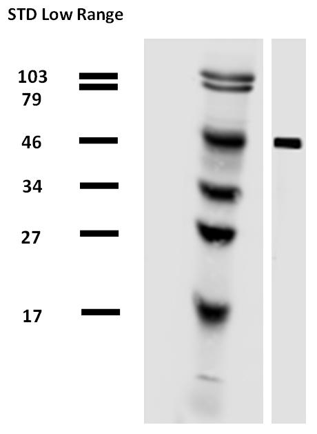 Western blotting analysis of alpha-tubulin in porcine brain lysate by antibody TU-01 biotin.