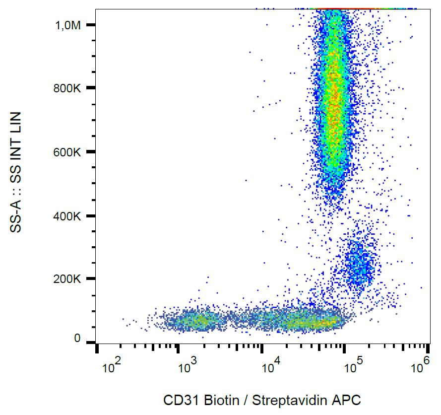 Surface staining of human peripheral blood with anti-human CD31 (MEM-05) biotin.