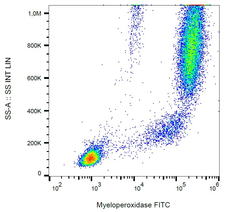 Intracellular staining of human peripheral blood with anti-myeloperoxidase (MPO421-8B2) FITC.