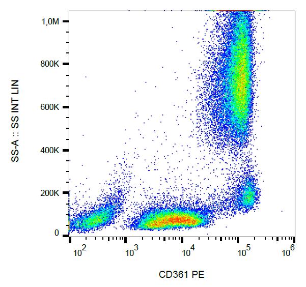 Surface staining of human peripheral blood using anti-CD361 antibody (MEM-216) PE.