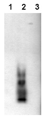 Immunoblot Analysis: Amyloid beta A4 peptides were applied on SDS-PAGE and transferred to a PVDF membrane. The immunoblot was probed with 2g/ml mab bA4 (42)-8G7 for 1h at 15-22C and developed by ECL (exposure time: 30 sec). Lane 1: bA4 (1-40) Lane 2: bA4 (1