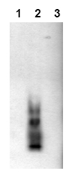 Figure 1. Immunoblot Analysis Amyloid beta A4 peptides: Lane 1: bA4 (1-40), Lane 2: bA4 (1-42), Lane 3: bA4 (1-43) were applied on SDS-PAGE and transferred to a PVDF membrane. The Immunoblot was probed with 2 g/ml mab bA4 (42)-8G7for 1h at 15-22C and develo