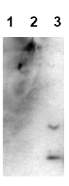 Immunoblot Analysis: Amyloid beta A4 peptides (lane 1: bA4 (1-40); lane 2: bA4 (1-42); lane 3: bA4 (1-43)) were applied on SDS-PAGE and transferred to a PVDF membrane. The immunoblot was probed with 2 g/ml AM00004PU-N for 1h at 15-22C and developed by ECL (