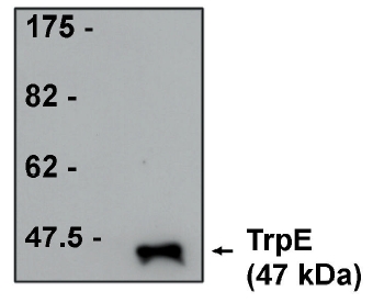 Figure 1. Western blot analysis using TrpE antibody (AM05333PU-N) on purified TrpE proteinat 1 g/ml.