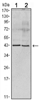 Western blot analysis using ApoA5 antibody Cat.-No AM06076PU-N against human serum (Lane 1) and ApoA5 recombinant protein (Lane 2).