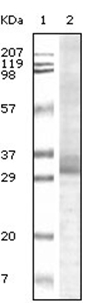 Western blot analysis using Trim5a antibody Cat.-No AM06092SU-N antibody against truncated Trim5a recombinant protein.