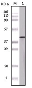 Western blot analysis using Ovalbumin antibody Cat.-No AM06143PU-N against Ovalbumin protein.